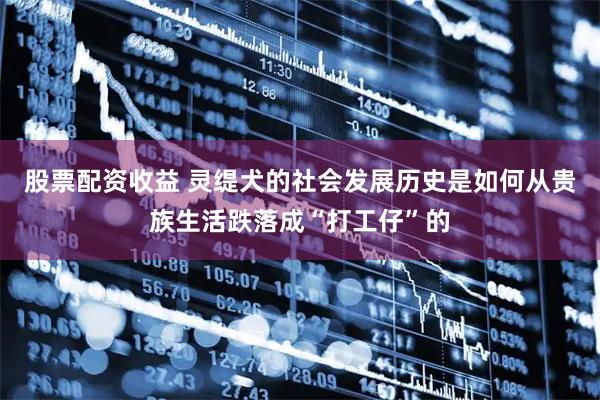 股票配资收益 灵缇犬的社会发展历史是如何从贵族生活跌落成“打工仔”的